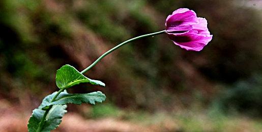 卡普空就《怪物猎人崛起：曙光》操虫棍Bug道歉